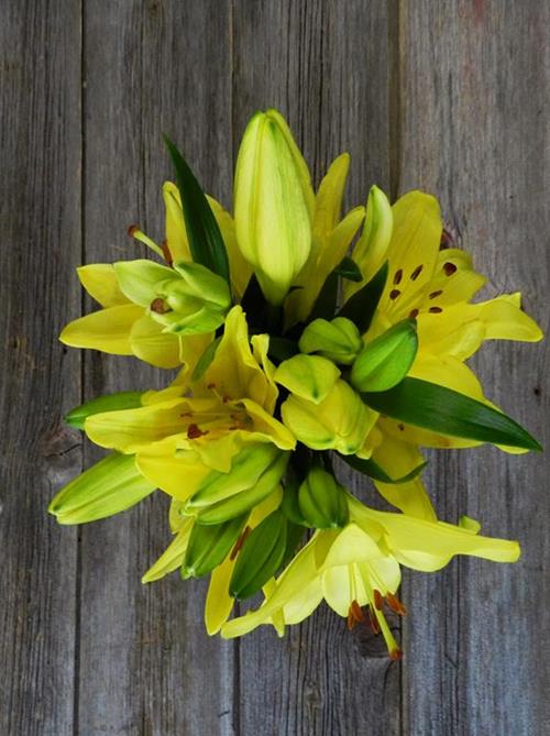 SCIPIONE 2/3 BLOOM LA LILIES
